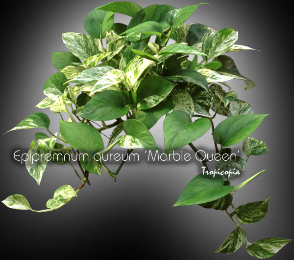 Hanging - Epipremnum aureum 'Marble Queen' - White Pothos